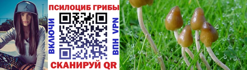 закладки  дарк нет клад  Галлюциногенные грибы Cubensis  Кочубеевское 